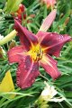 IMG_4360 (Large)